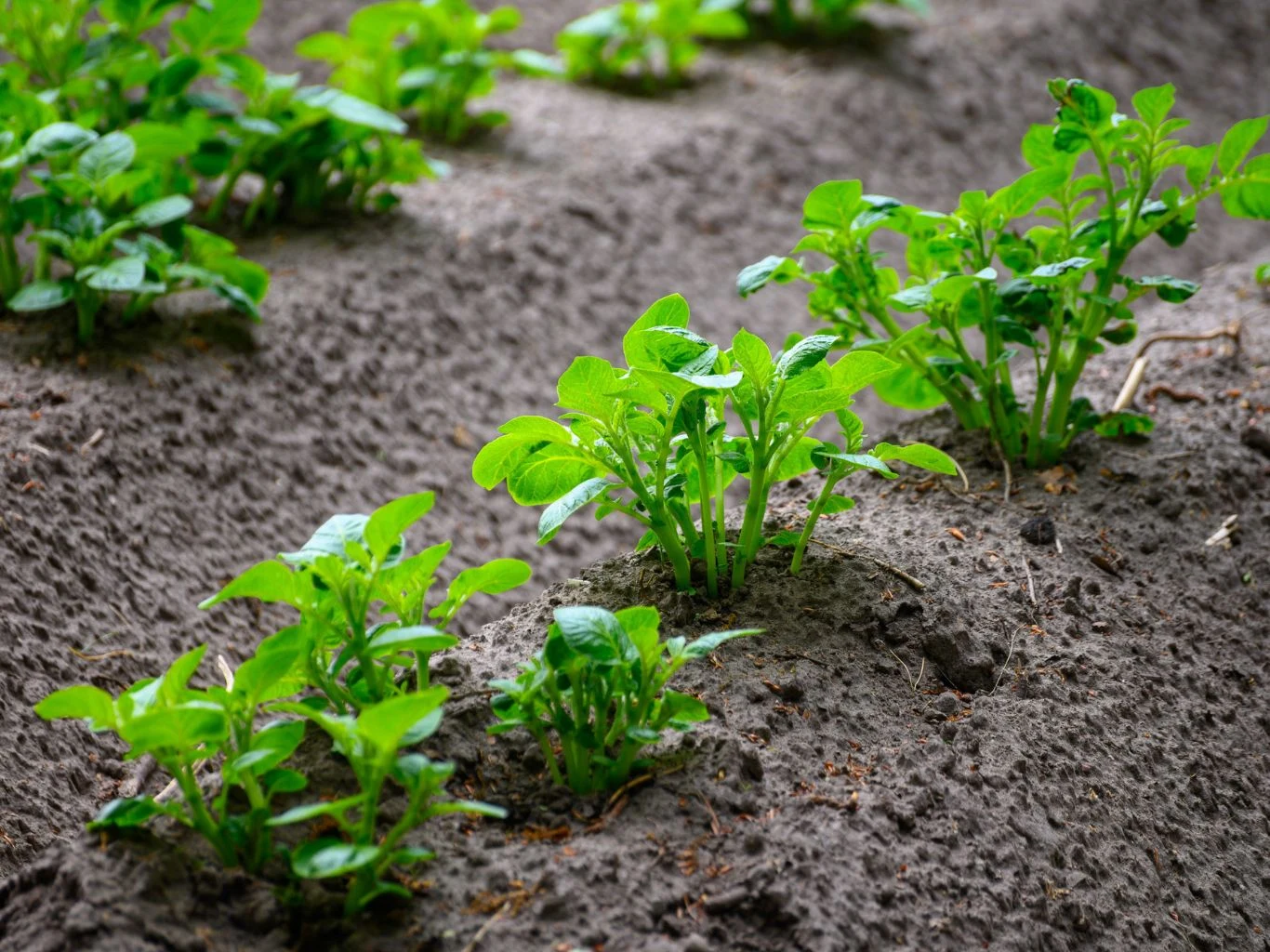 Posadź ziemniaki wiosną, a zbierzesz je już w czerwcu. Zielone kiełkujące rośliny ziemniaka rosnące w rzędach na świeżo uprawionej, wilgotnej glebie.