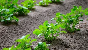 Najlepsze ziemniaki do sadzenia w ogrodzie. Zbierzesz już w czerwcu