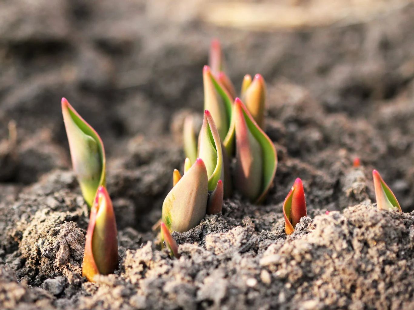 Wczesna wiosna – luty i marzec – to etap, w którym nawożenie ma realny wpływ na kondycję tulipanów. Młode pędy roślin przebijają się przez wilgotną, ciemną glebę, zwiastując początek ich wzrostu.