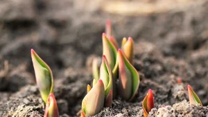 Syp pod tulipany, zanim zaczną wyrastać. Będą silne i z mnóstwem kwiatów