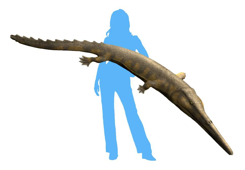 Aphaneramma przypominała krokodyla, ale była morskim płazem Model prehistorycznego gada wodnego z długim pyskiem i ostrymi zębami na tle sylwetki człowieka w celu pokazania skali zwierzęcia.