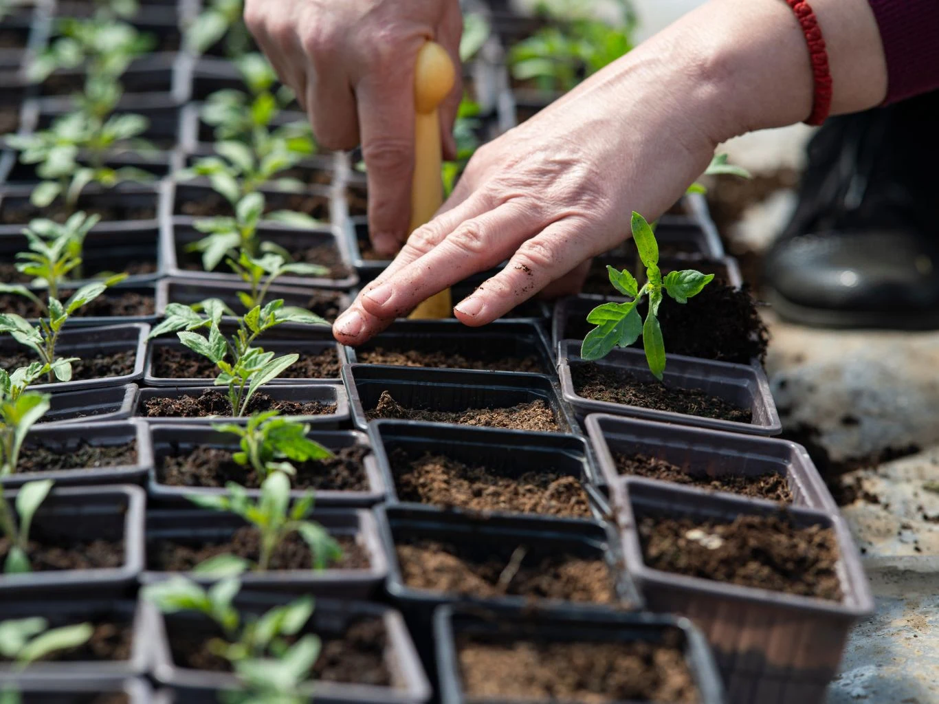 Dłonie osoby pielęgnującej młode sadzonki w plastikowych doniczkach, widoczne narzędzie do pracy ogrodniczej, rzędy małych roślin i świeża ziemia.