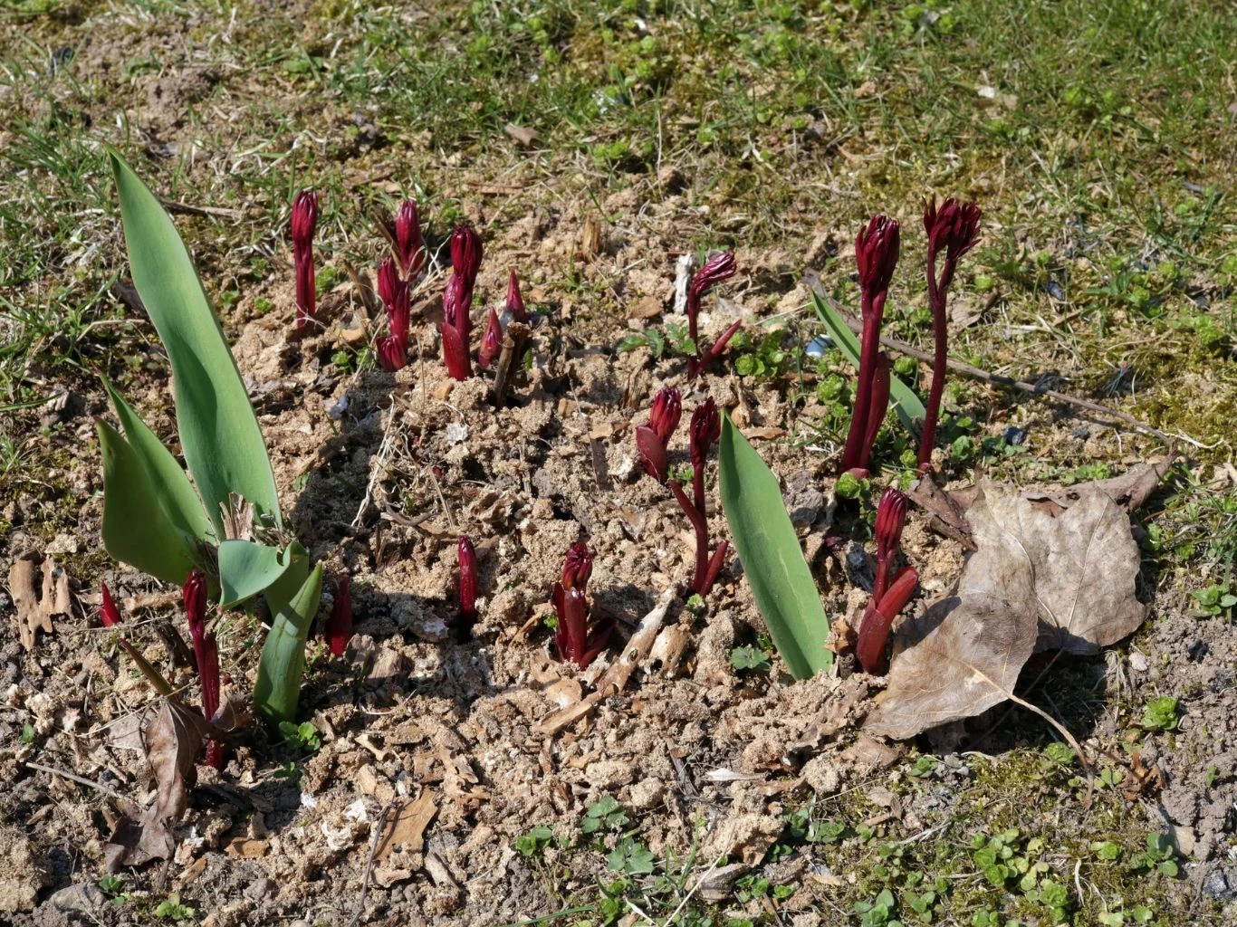 Jak zadbać o piwonie po zimie? Młode pędy piwonii wychodzące z ziemi wczesną wiosną.