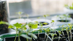 10 dni i masz już kiełki pomidorów. Stosuj starą zasadę ogrodniczą