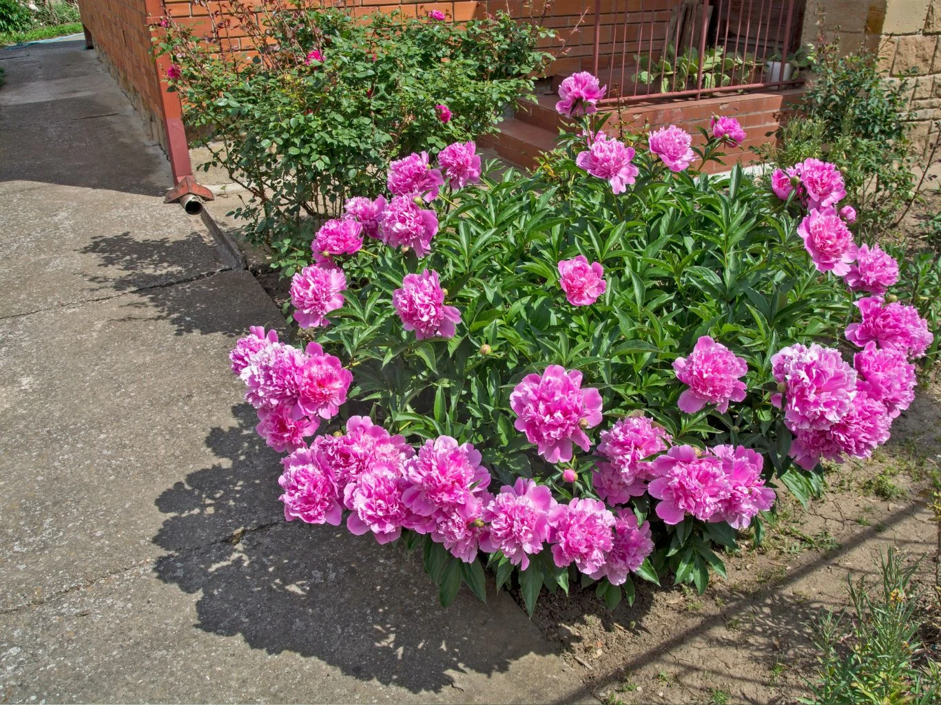 Czym podlewać piwonie, by zdrowo rosły i obficie kwitły wiosną? Krzew piwonii o obfitych, różowych kwiatach rośnie przy domu. W tle widoczne inne rośliny i ogródek.