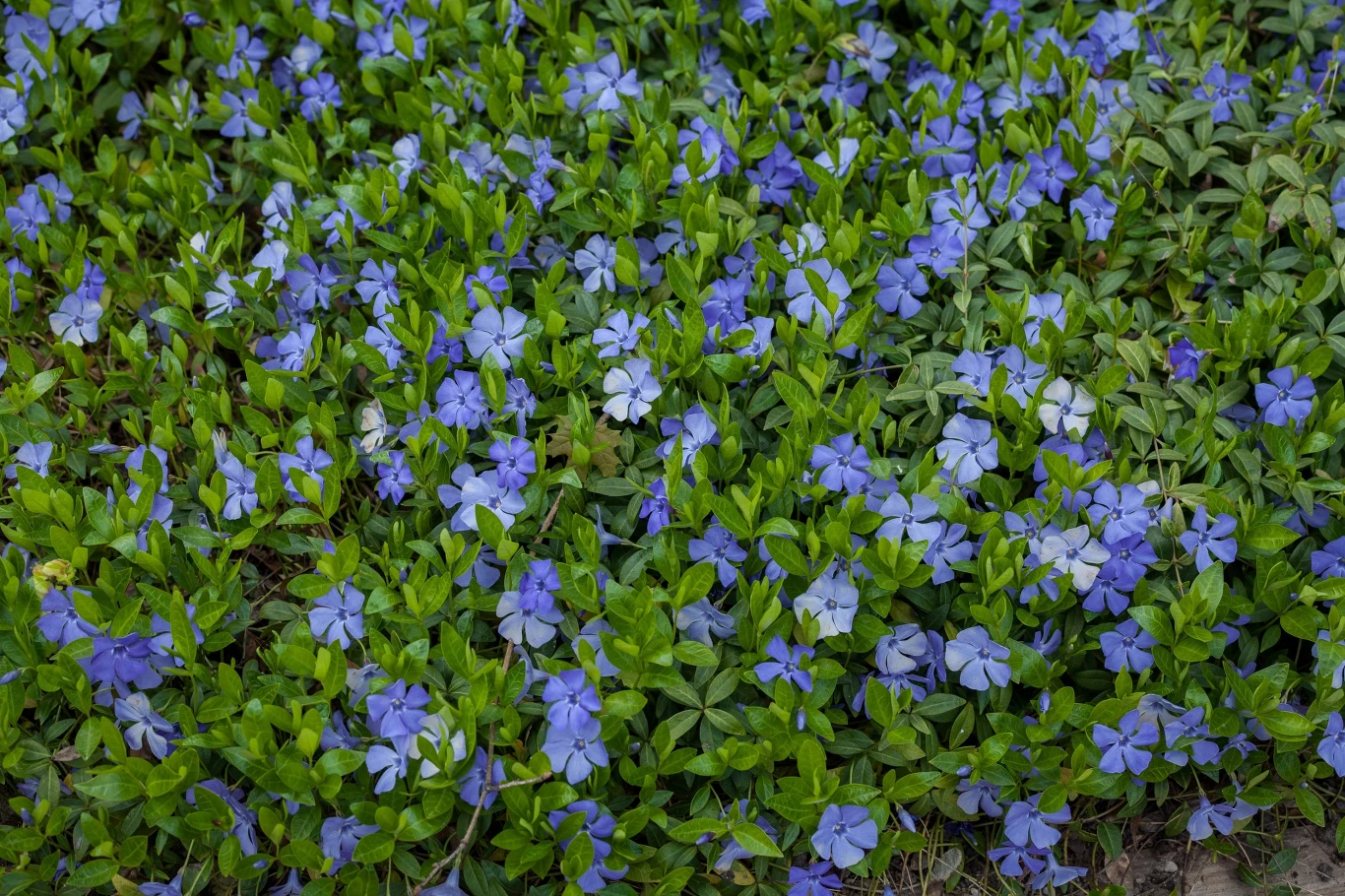 Rośliny okrywowe - dlaczego to dobra alternatywa dla klasycznego trawnika?