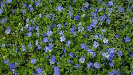 Rośliny okrywowe - dlaczego to dobra alternatywa dla klasycznego trawnika?