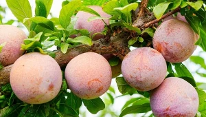 Słodycz moreli i głębia śliwki. Odporne, niewymagające drzewo