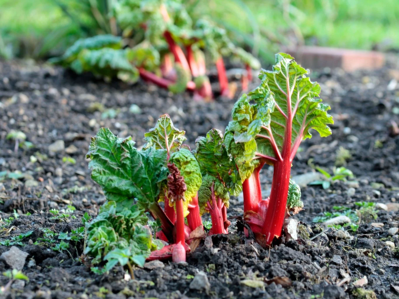Czym nawozić rabarbar na wiosnę? Młode liście rabarbaru o czerwonych łodygach wyrastają z ciemnej, wilgotnej ziemi w ogrodzie, w tle widoczne kolejne kępy roślin i rozmyta naturalna zieleń.
