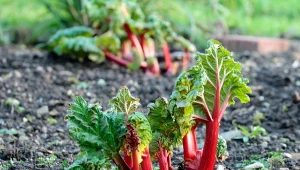 Rozrzuć w marcu przy rabarbarze. Łodygi będą grube i soczyste