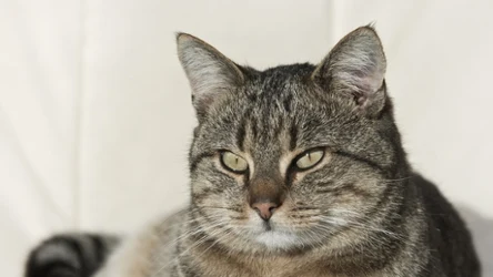 Kocie zachowanie wiele mówi na temat jego uczuć