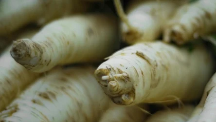 Świeży korzeń chrzanu najlepiej samodzielnie zetrzeć w domu