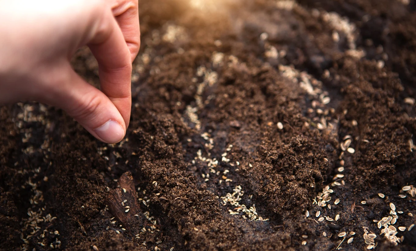 Ręka siejąca nasiona w wilgotnej, ciemnej ziemi, naturalne światło pada na podłoże w tle.