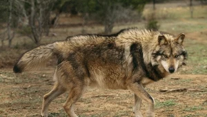 Wilk meksykański jest najmniejszym z amerykańskich podgatunków wilka