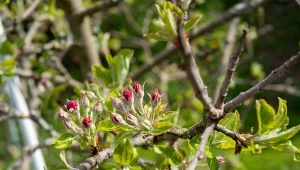 Zapomnij o opryskach. Łatwiej ochronisz jabłoń przed mączniakiem