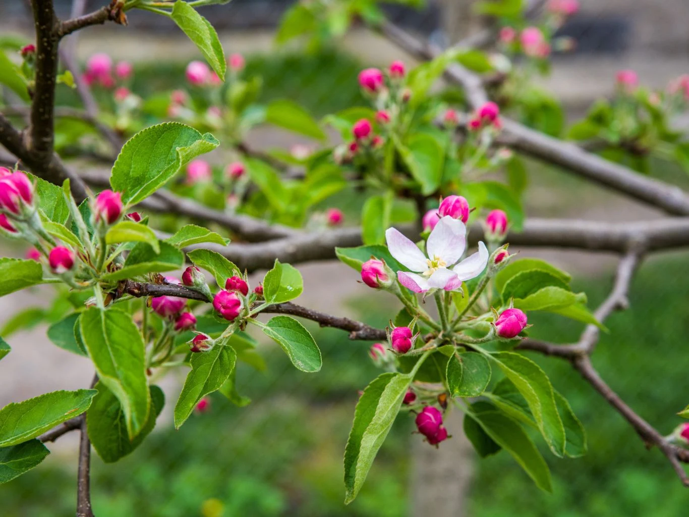Jabłoń kwitnie w wiosennym ogrodzie.