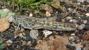 Na Wyspach Kanaryjskich pojawiła się szarańćza