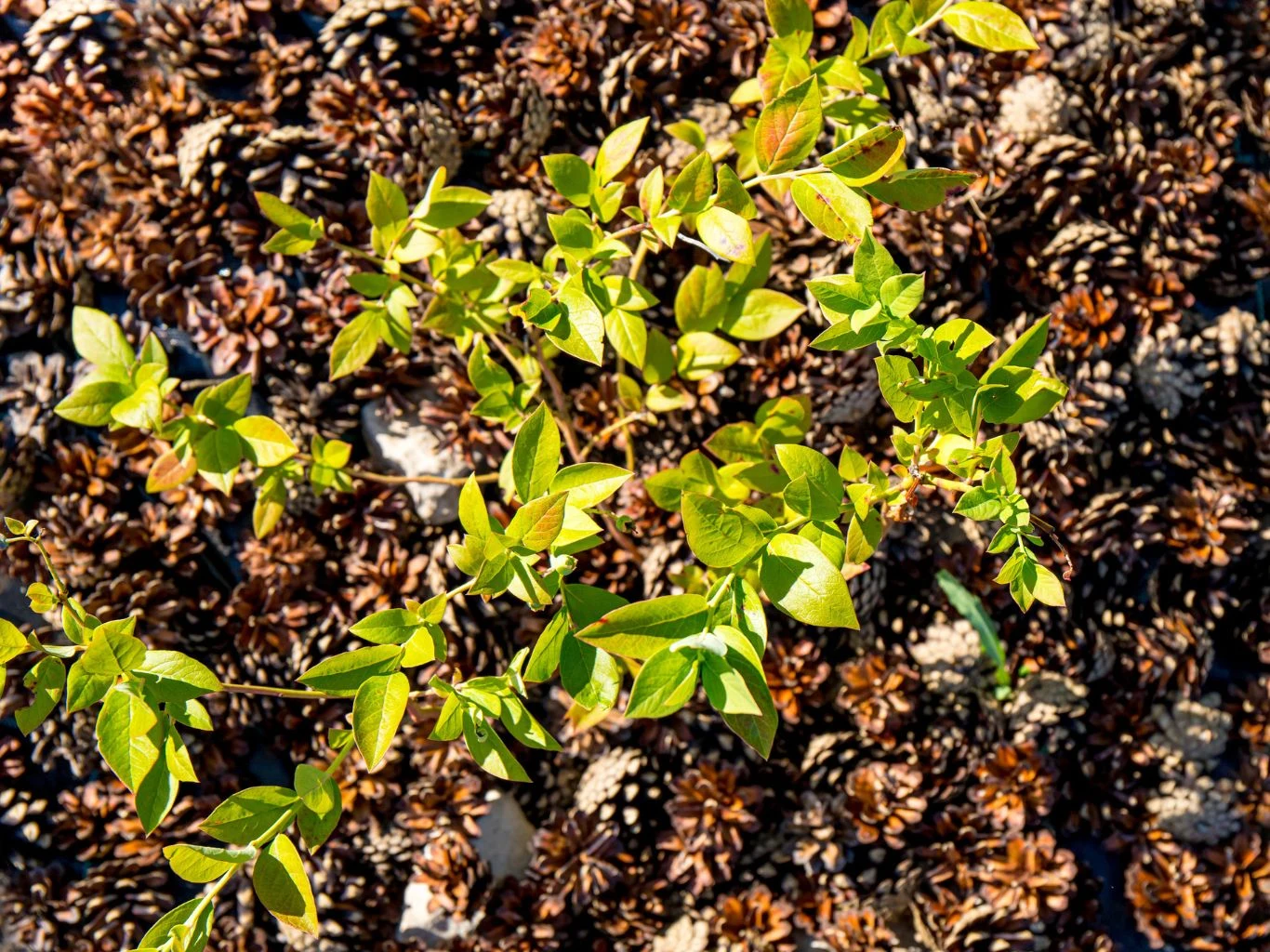 Zielona roślina o jasnozielonych liściach na tle szyszek sosnowych rozrzuconych na ziemi, duży kontrast pomiędzy świeżą zielenią i ciemnym, brązowym tłem.