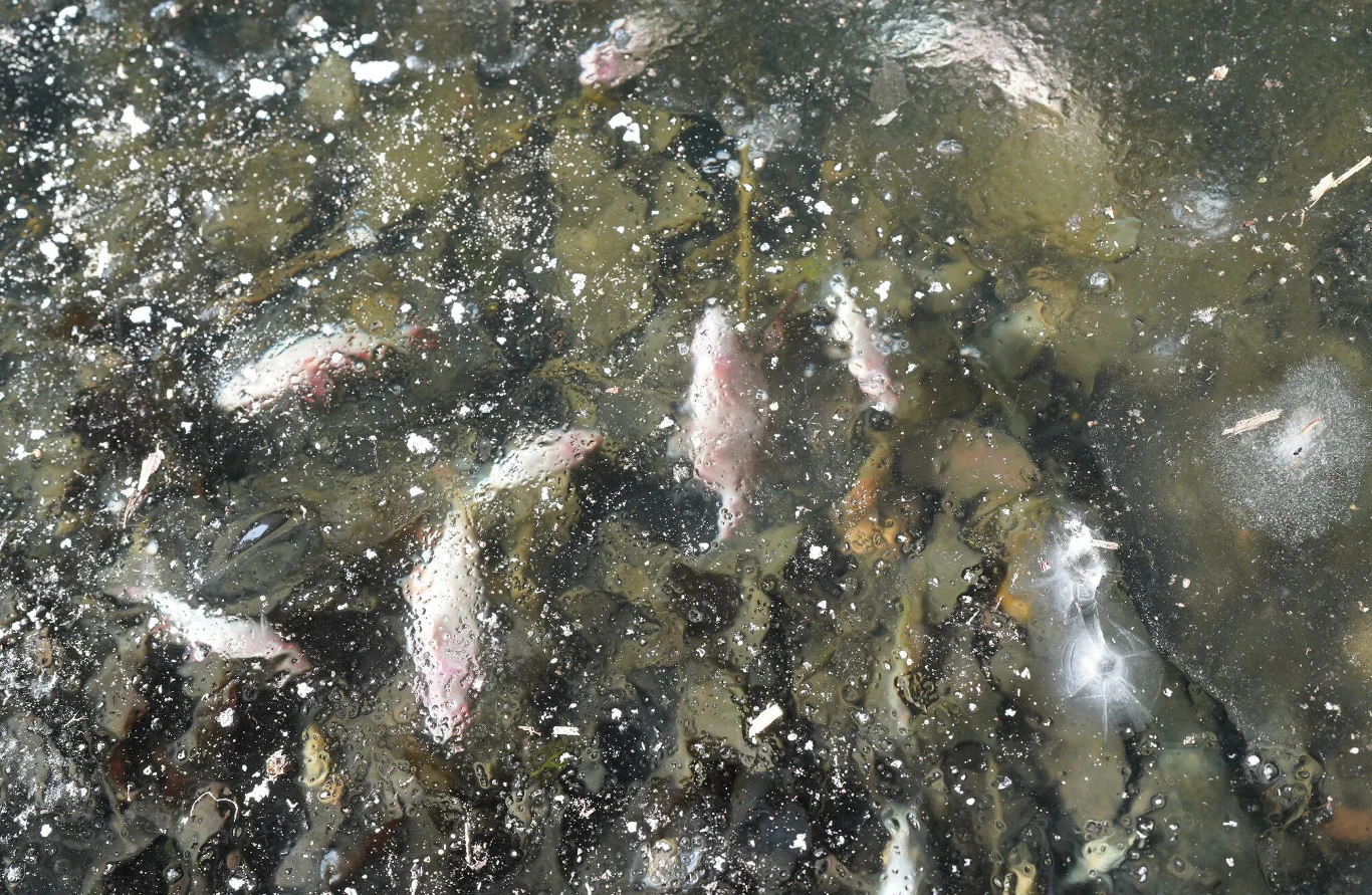 Martwe ryby widoczne pod zamarzniętą powierzchnią wody, otoczone licznymi bąblami powietrza i odłamkami lodu.