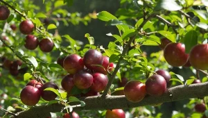 Smakuje jak połączenie moreli i słodkiej śliwy. Podbija polskie ogrody