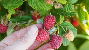 Ważny krok w uprawie malin. Latem nie nadążysz ze zbiorami