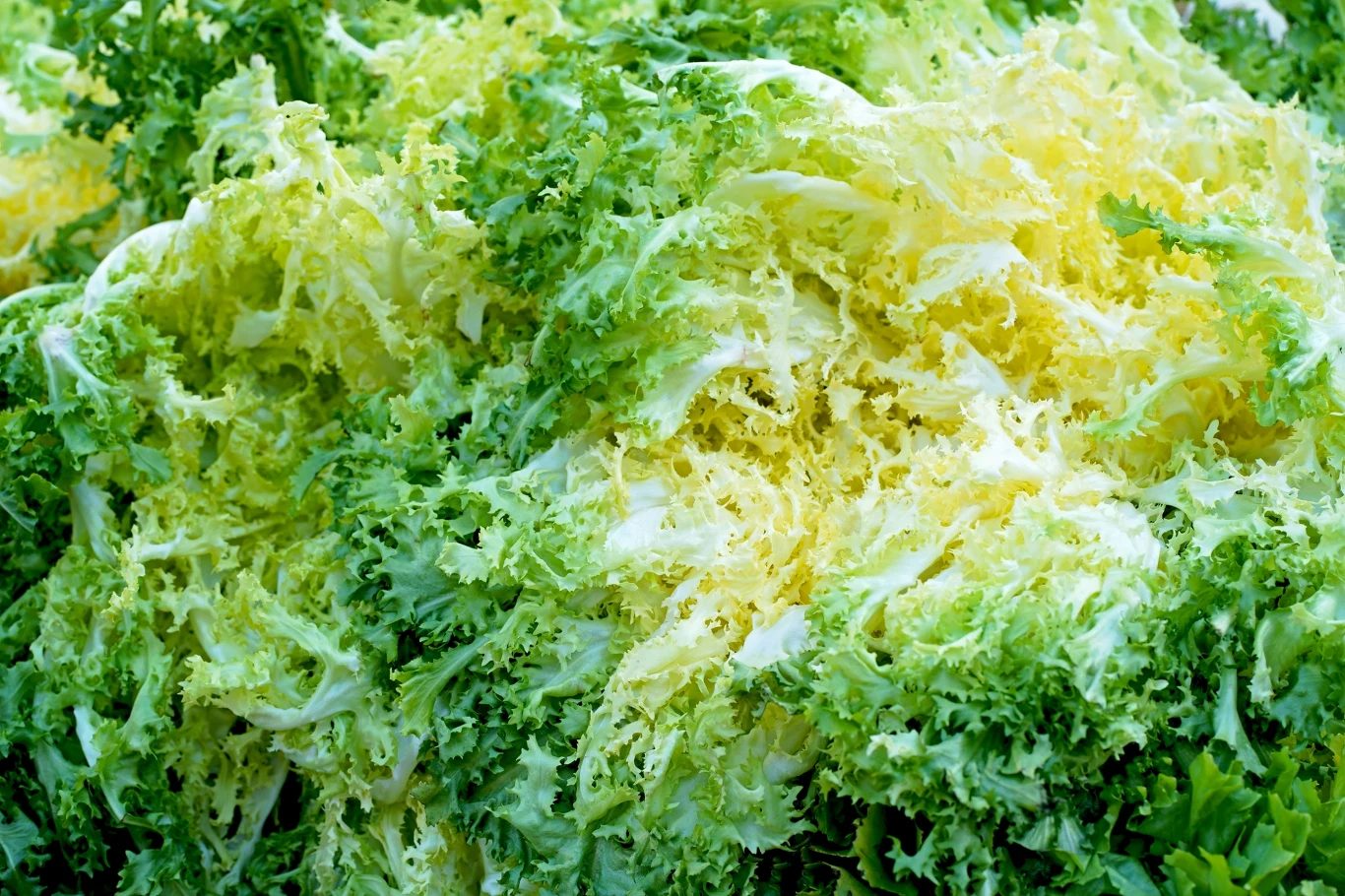 Endywia kędzierzawa to bogate źródło błonnika Blisko ujęte liście sałaty endywii o postrzępionych brzegach w odcieniach zieleni i żółci, tworzące gęstą fakturę.