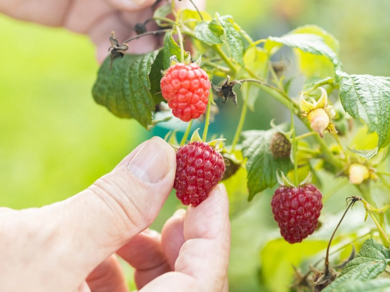 Zrywanie dojrzałej maliny z krzaka. 