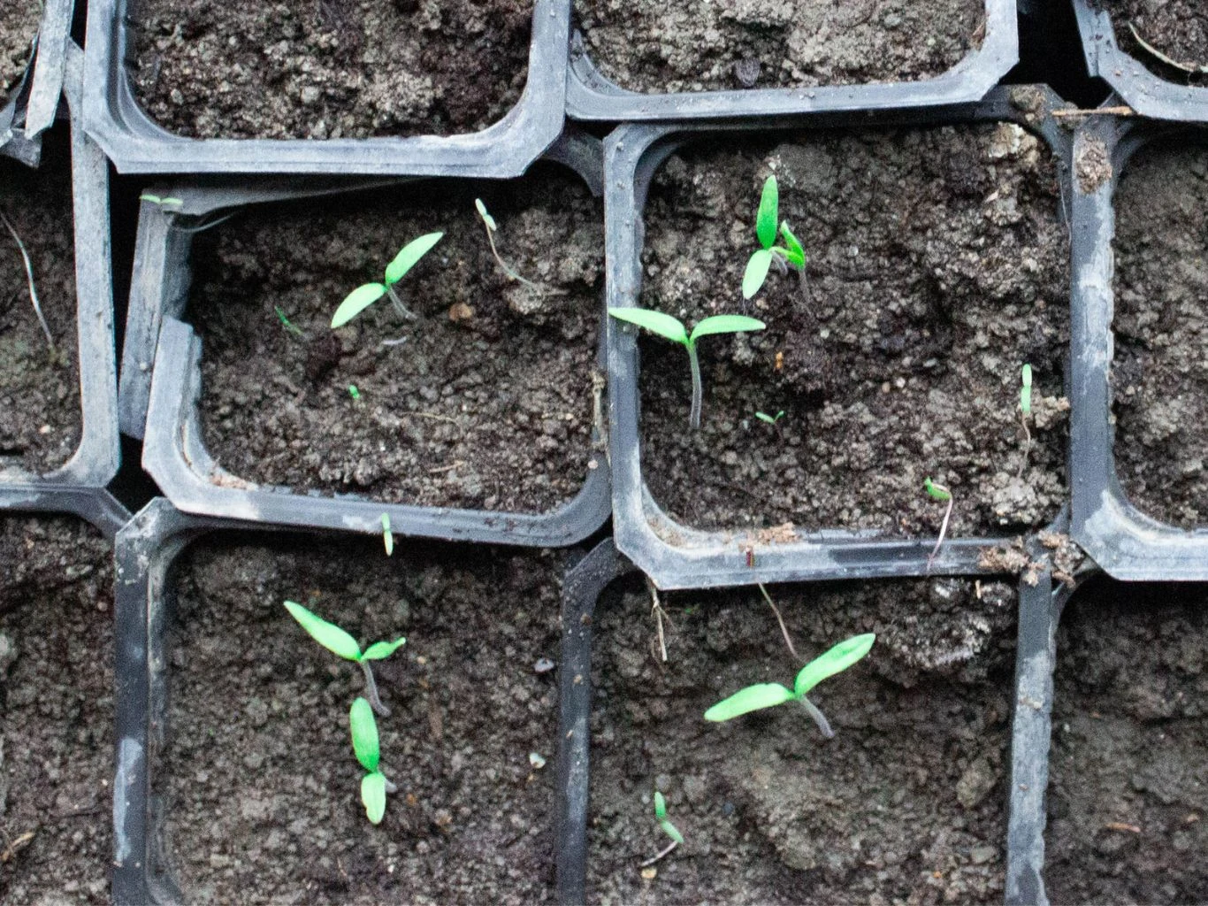 Kilka doniczek wypełnionych ziemią, w których kiełkują młode, zielone rośliny. Rośliny mają pierwsze liścienie i są na wczesnym etapie wzrostu.