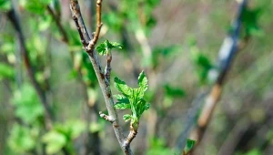 Po cięciu rozsyp wokół malin. Wzmacnia krzew, szybko się zazieleni