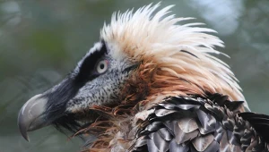 Orłosęp brodaty to jeden z najrzadszych ptaków Europy