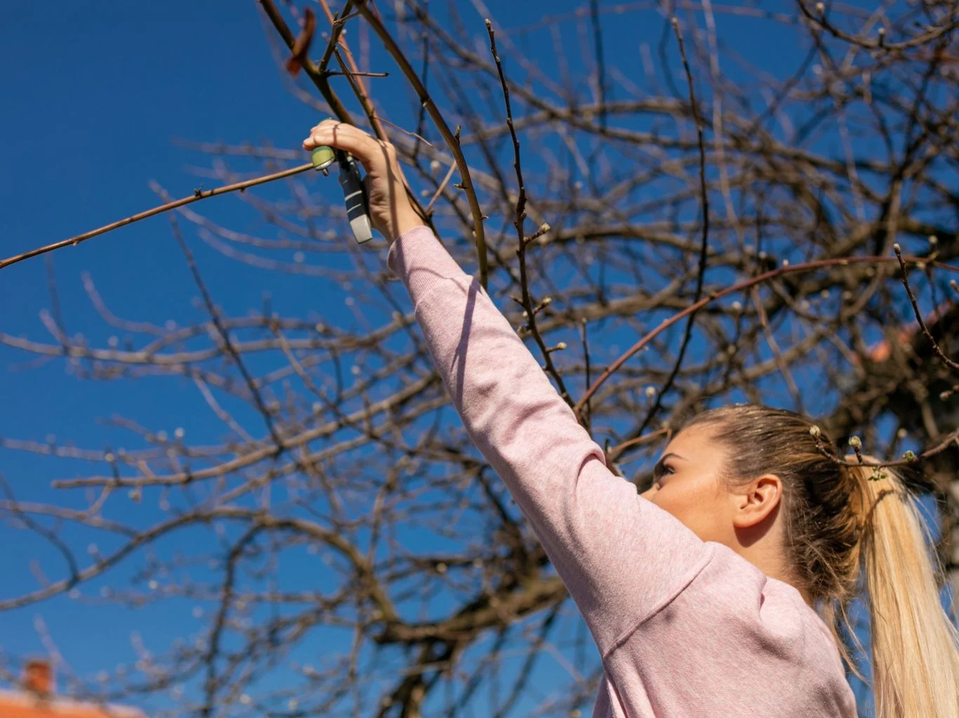 Przycinanie drzew owocowych wiosną. Na to trzeba zwracać uwagę. Kobieta w jasnej bluzie z blond włosami spiętymi w koński ogon sięga po gałązkę drzewa przy bezchmurnym niebie, wykonując prace ogrodnicze lub pielęgnacyjne.