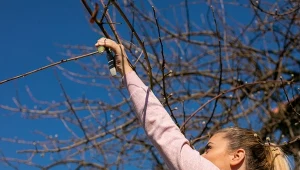 Przycinanie drzew owocowych wiosną. Na to trzeba zwracać uwagę.