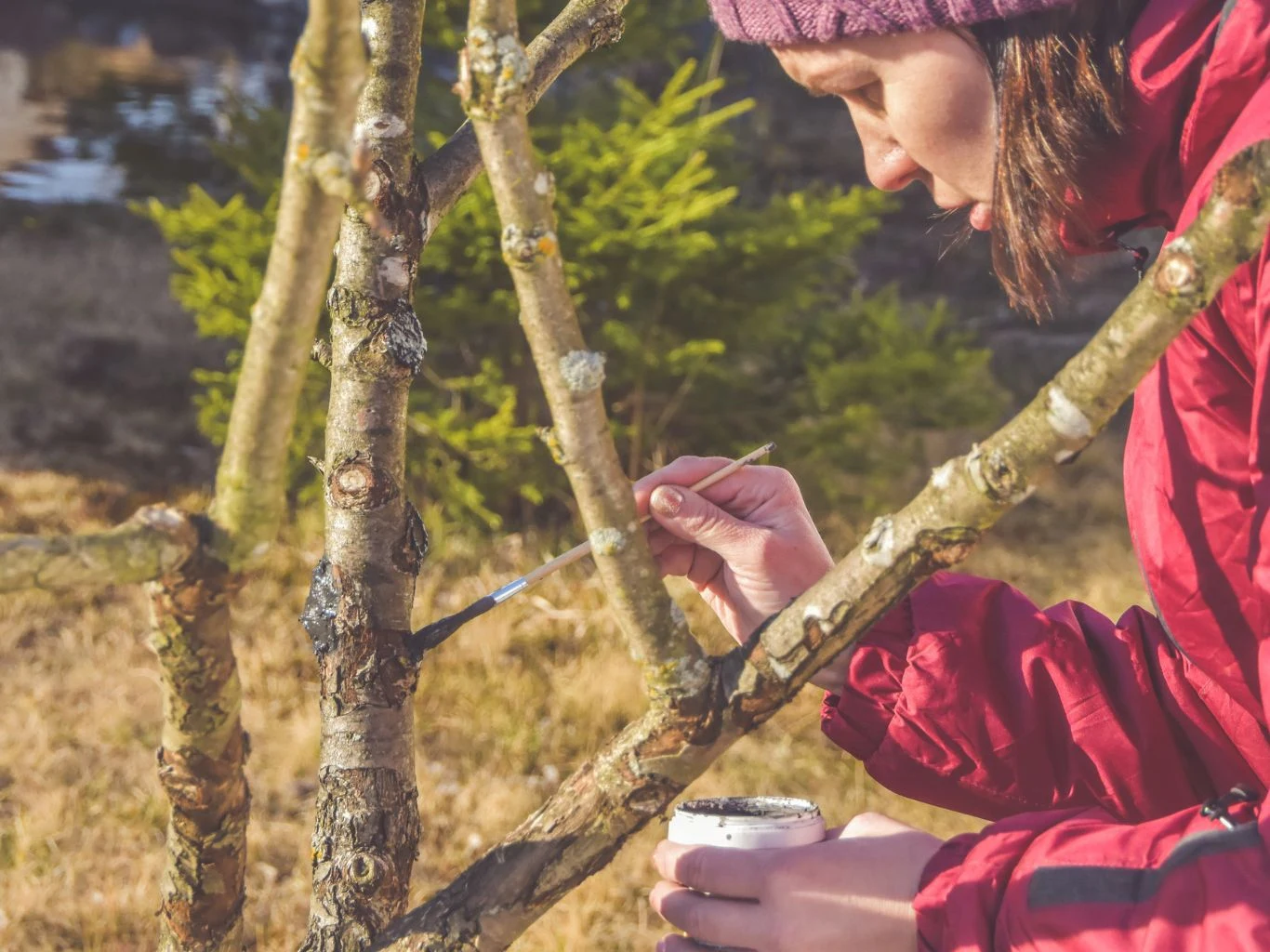 Zabezpieczenie drzew po cieciu jest bardzo ważne. Kobieta w czerwonej kurtce i fioletowej czapce maluje pędzlem gałąź drzewa, trzymając biały pojemnik z substancją ochronną, w tle widoczne są iglaste drzewa i trawiaste podłoże.