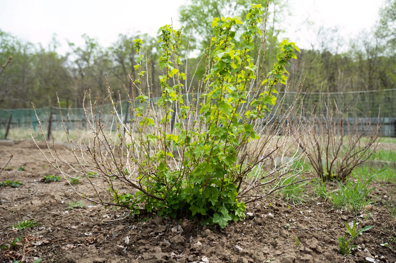 Oprysk przeprowadza się zanim porzeczka rozpocznie intensywną wegetację. Krzew ogrodowy o świeżych, zielonych liściach na środku kadru, otoczony ziemią uprawną, w tle widoczne kolejne krzewy oraz ogrodzenie i drzewa.