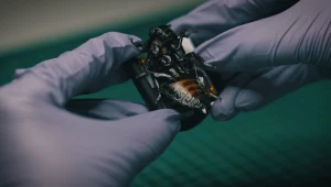 Owady-cyborgi w służbie NATO. Projekt SWARM Biotactics już operacyjny