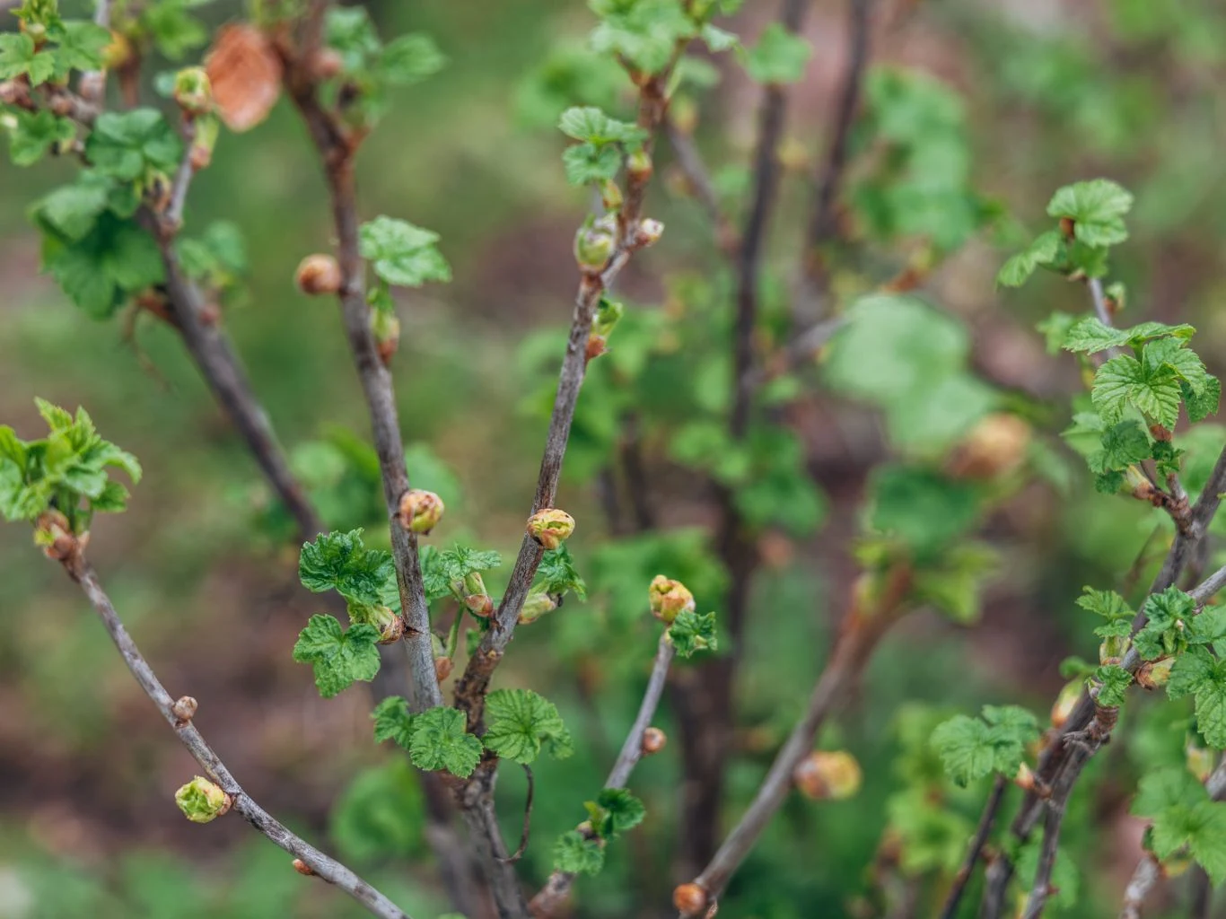 Mszyce to inwazyjny szkodnik porzeczek, trzeba z nimi walczyć już na przedwiośniu. Gałązki krzewu z młodymi, jasnozielonymi liśćmi rozwijającymi się wiosną, delikatne pąki widoczne na końcach cienkich gałęzi, rozmyte tło naturalnej zieleni.
