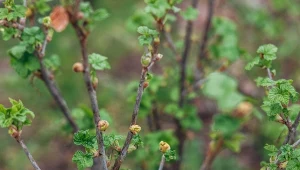 Spryskaj tym porzeczki, zanim wypuszczą pąki. Mszyce będą je omijać