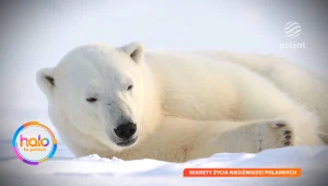 Jakie naprawdę są niedźwiedzie polarne? Podróżnik i badacz Mikołaj Golachowski nie tylko o nowej książce