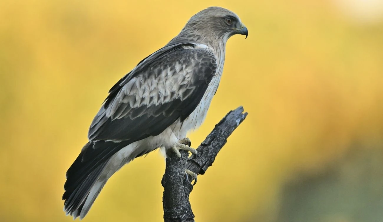 Orzełek włochaty jest najrzadziej występującym ptakiem drapieżnym w Polsce Sęp siedzący na suchym konarze drzewa, z wyrazistym upierzeniem i jasnym tłem rozmytym w ciepłych odcieniach żółci.