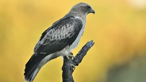 Orzełek włochaty jest najrzadziej występującym ptakiem drapieżnym w Polsce