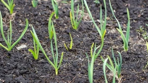 Gdy czosnek zaczyna rosnąć, użyj odżywki. Będzie duży jak pięść