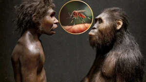 Przestawienie się komarów na ludzi wiąże się z wędrówką Homo erectus