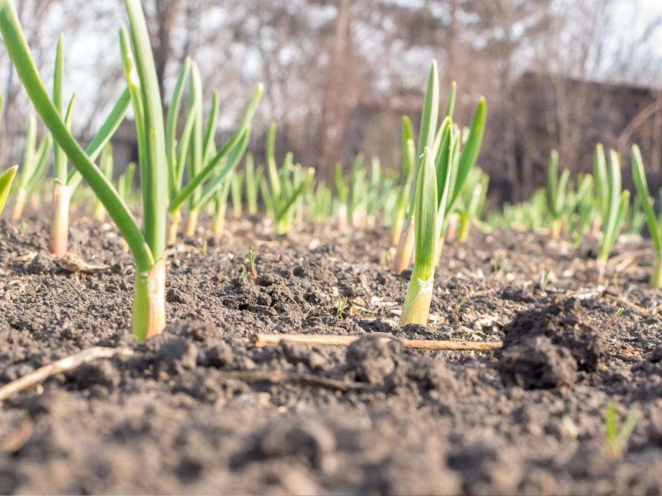 Młode pędy czosnku rosną w ogrodzie wczesną wiosną.