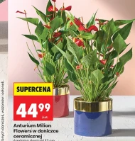 Рослина в горщику