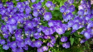 Jakie kwiaty siać w marcu bezpośrednio do gruntu? M.in. dzwonek karpacki.