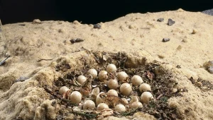 Dinozaury składały jaja nie tylko w gniazdach, ale - jak się okazuje - mieszanych koloniach