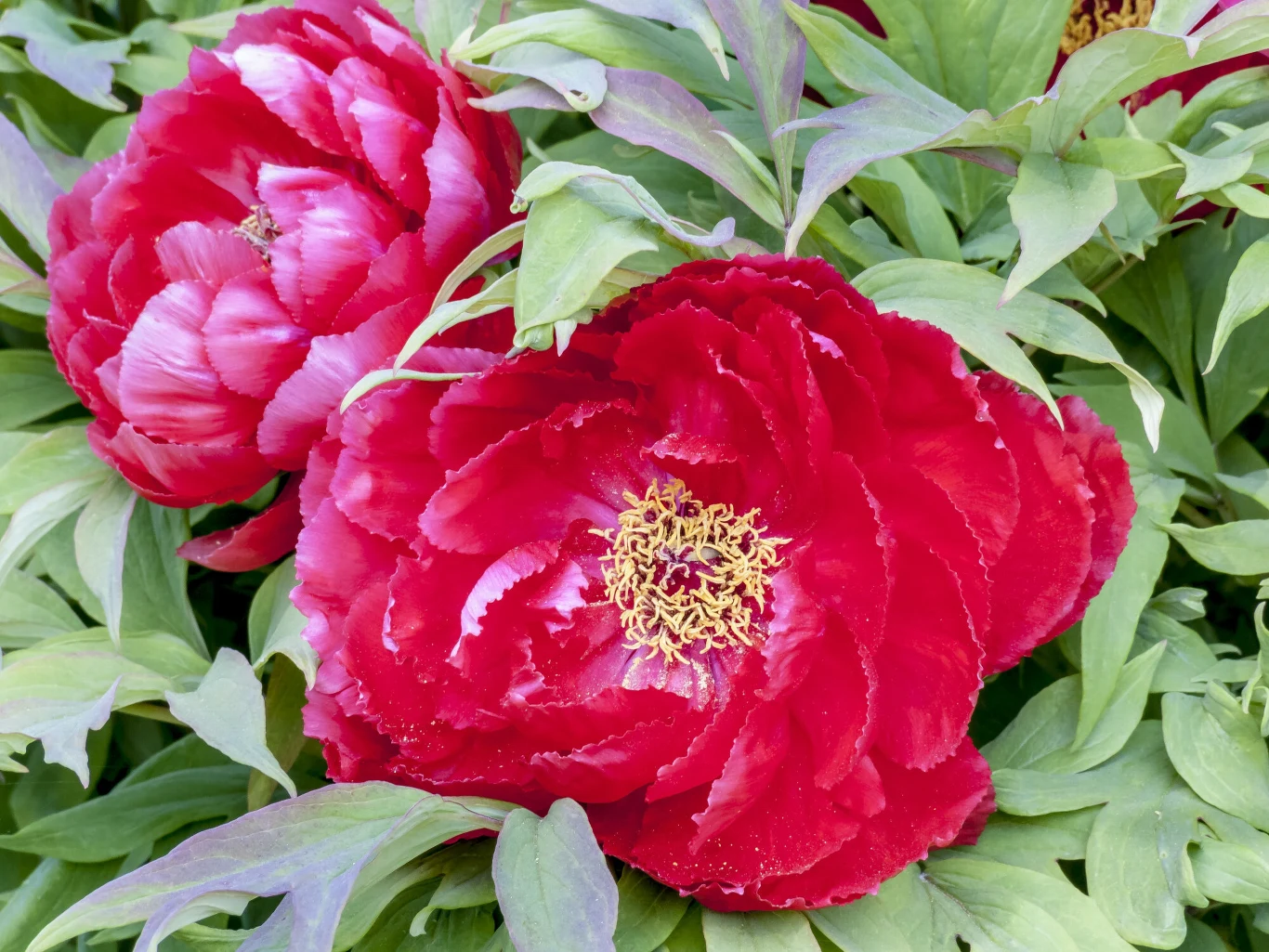 Piwonie w marcu na pewno będą wdzięczne za wsparcie w postaci naturalnego nawozu w drożdży. Zrozumiesz to później, gdy pięknie zakwitną Piwonie w rozkwicie robią wrażenie. Jeśli marzysz o zdrowych i pięknych kwiatach, stosuj domowy nawóz z drożdży do piwonii