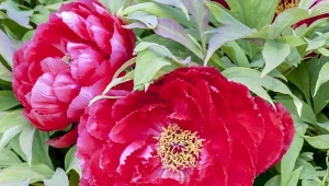 Od lat podlewam tym piwonie. Kwitną tak, że sąsiedzi patrzą i zazdroszczą