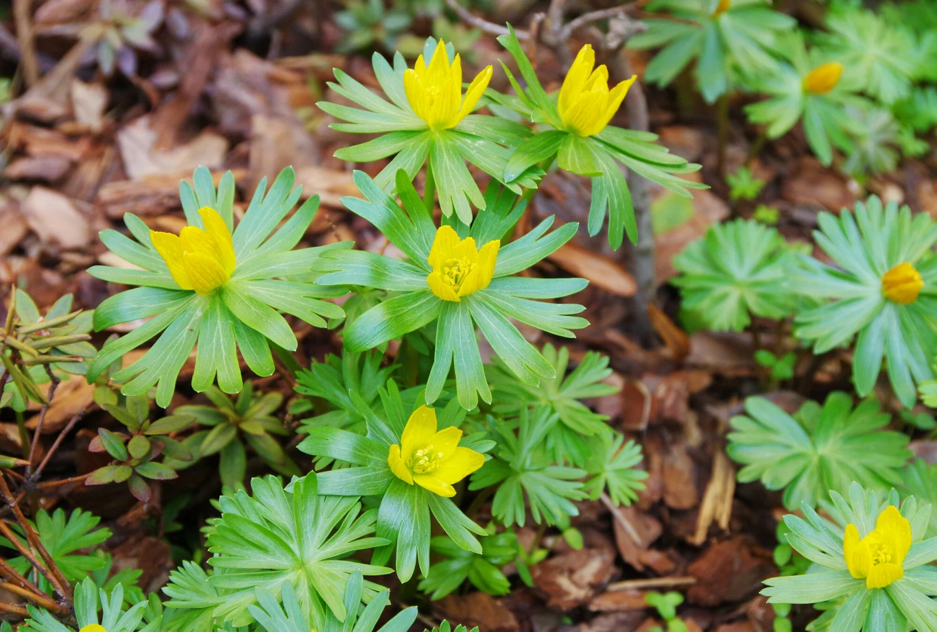Ranniki to jeden z pierwszych wiosennych kwiatów. Zielone rośliny z jasnożółtymi kwiatami otoczone liśćmi o długich, wąskich płatkach, rosnące na tle ściółki leśnej.