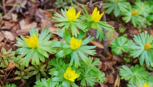 Ranniki to jeden z pierwszych wiosennych kwiatów.